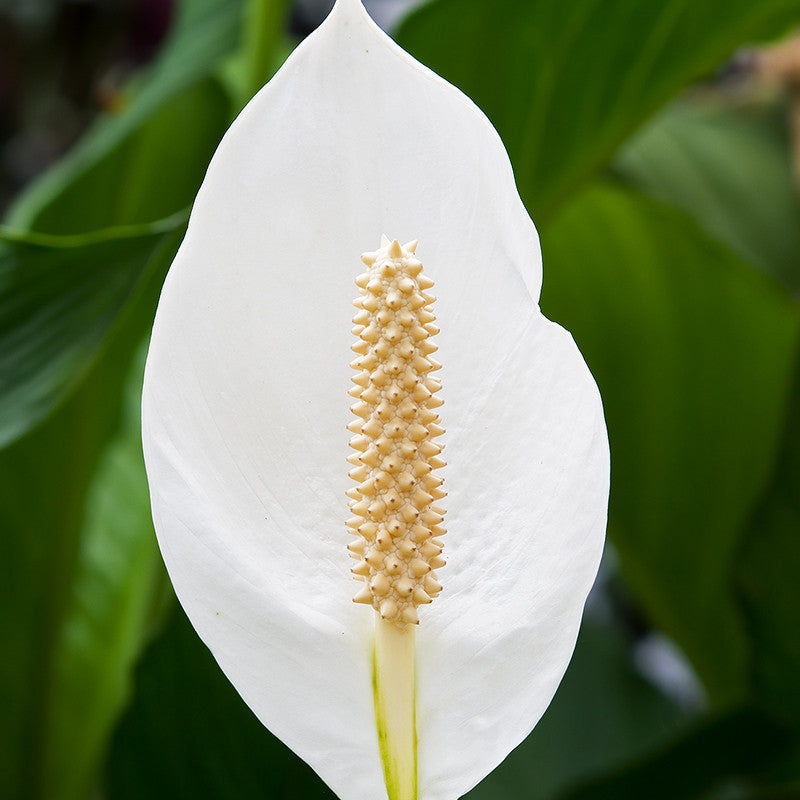 Peace Lily/Spathiphyllum Macrophyllum - Indoor Air-Purifying
