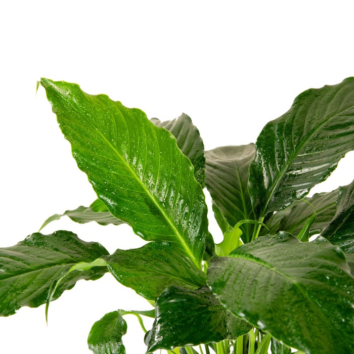 Peace Lily/Spathiphyllum Macrophyllum - Indoor Air-Purifying