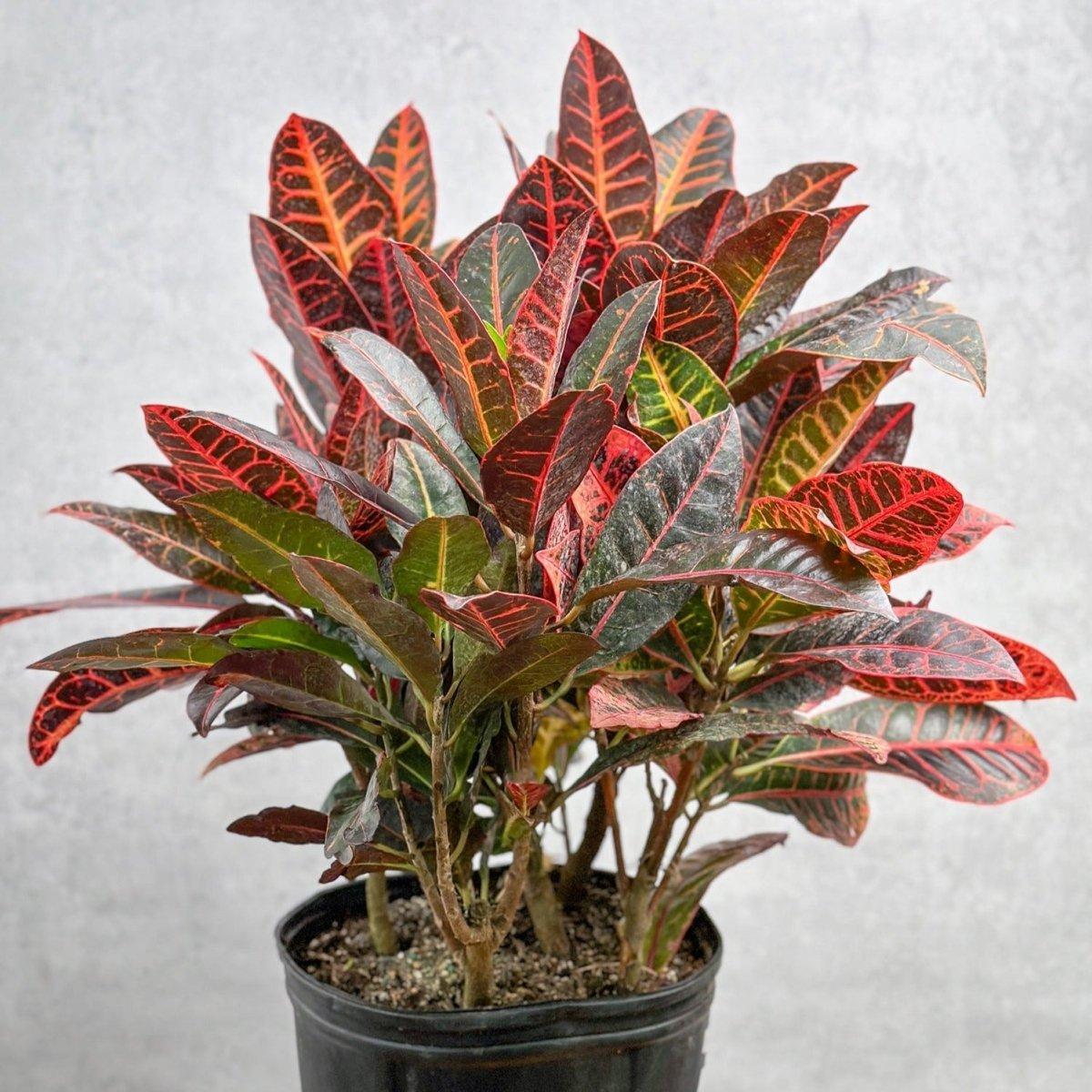 Croton