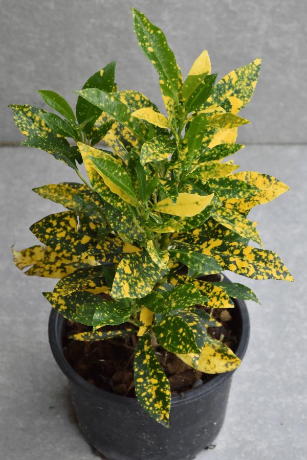 Croton