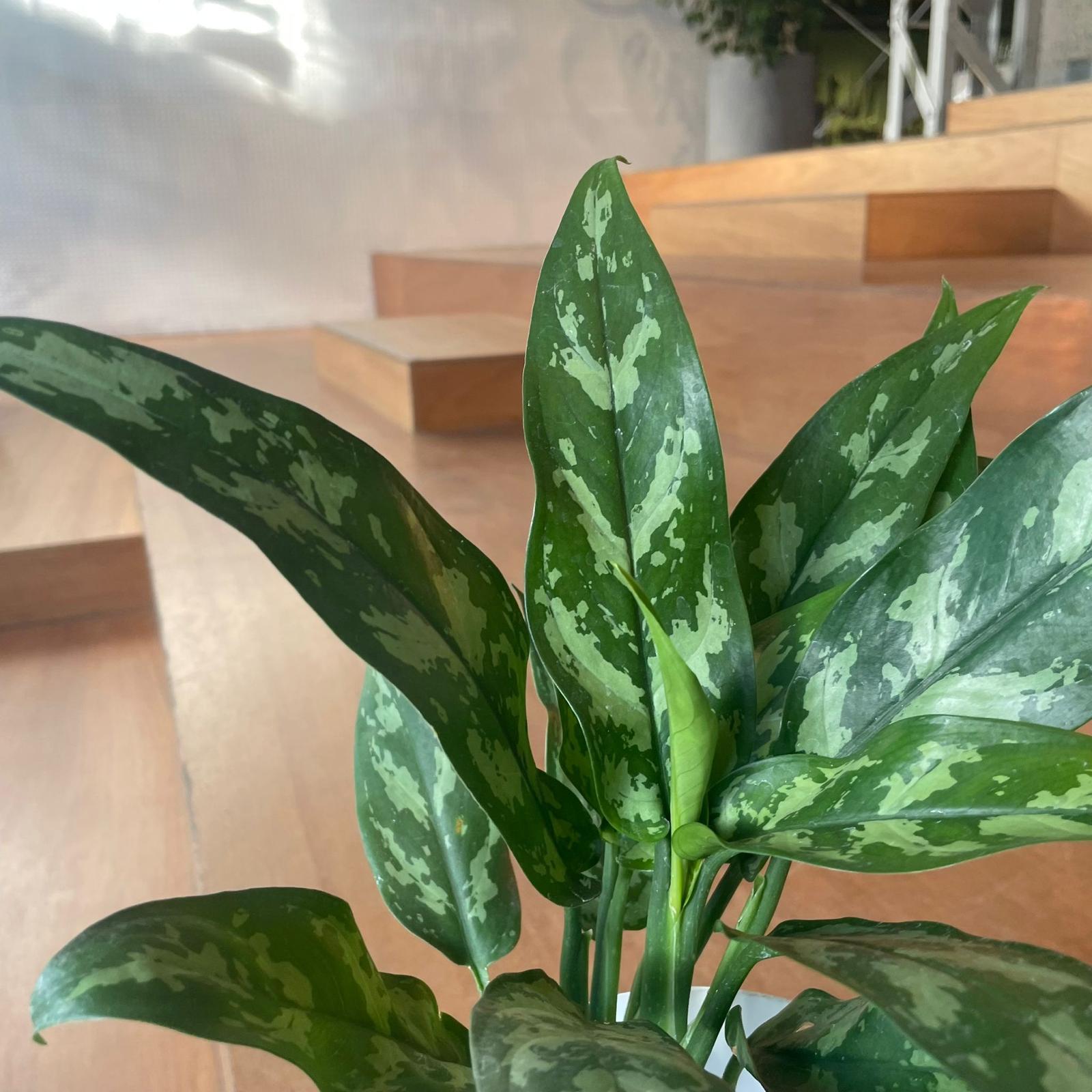 Aglaonema