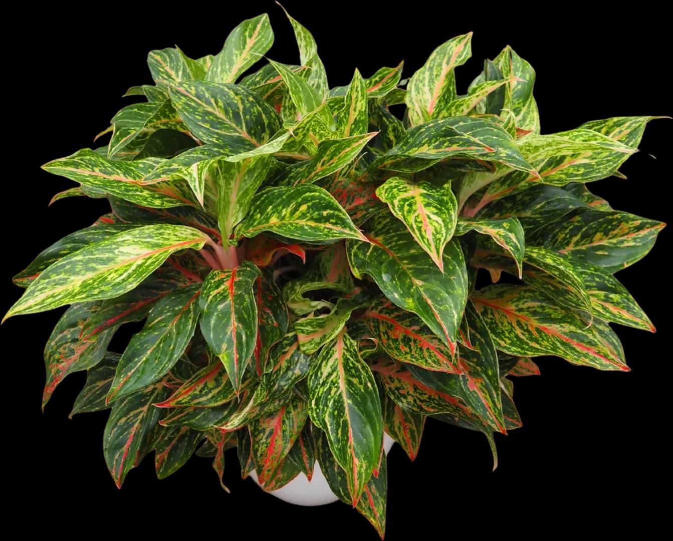Aglaonema