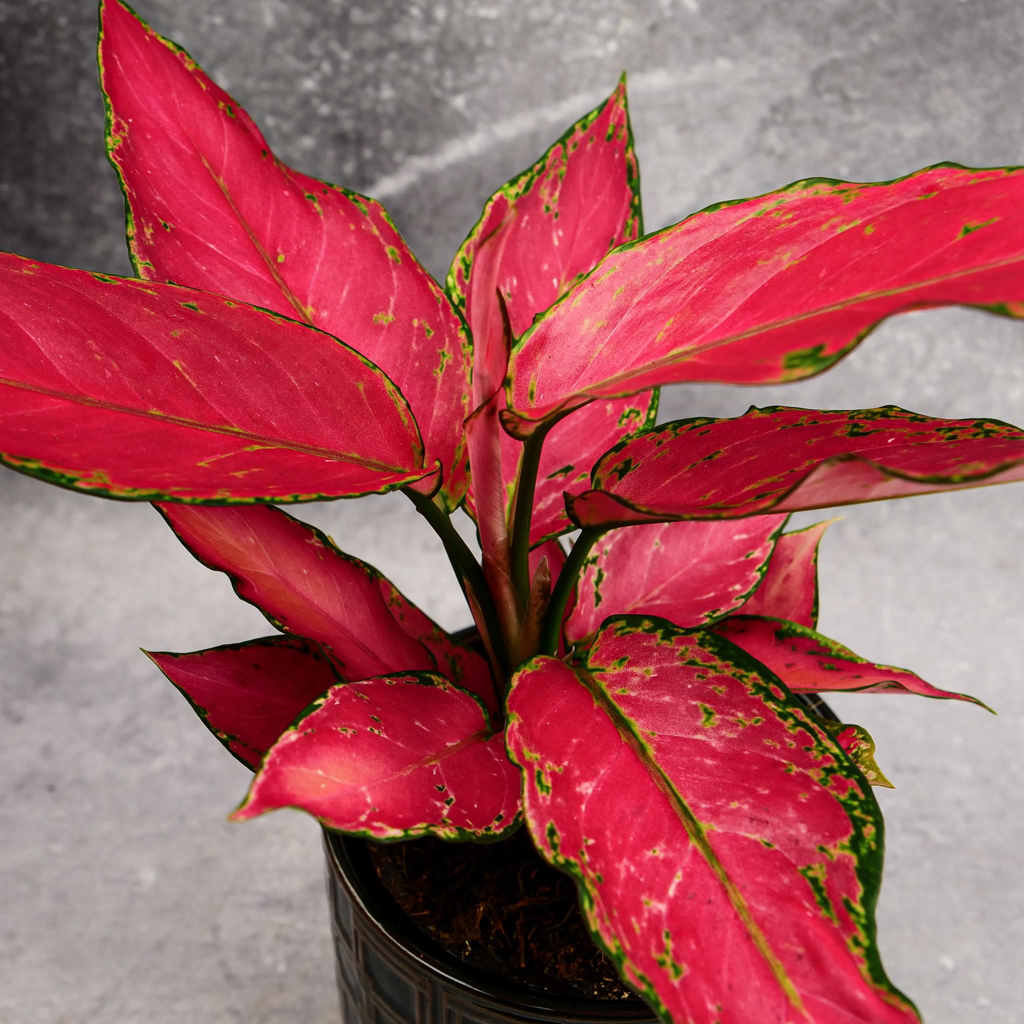 Aglaonema