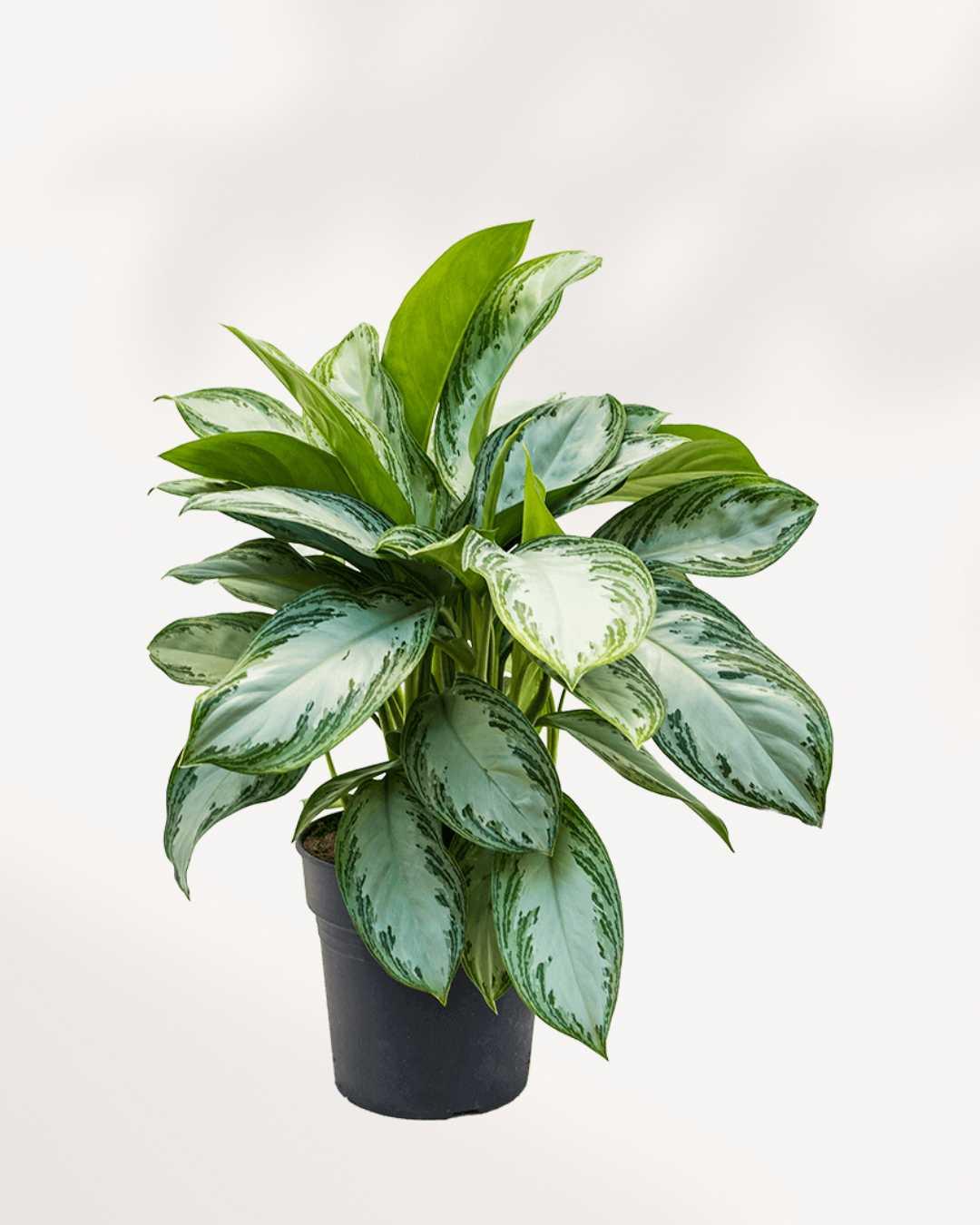Aglaonema