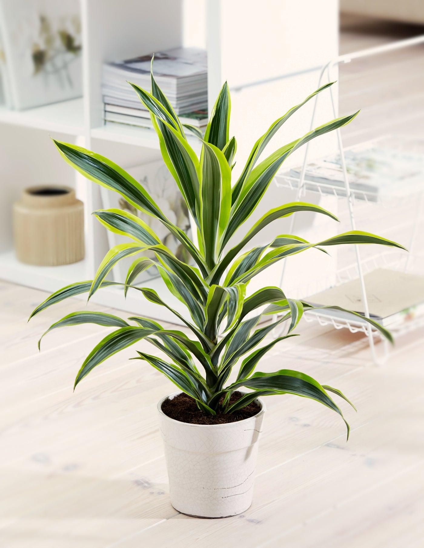 Dracaena