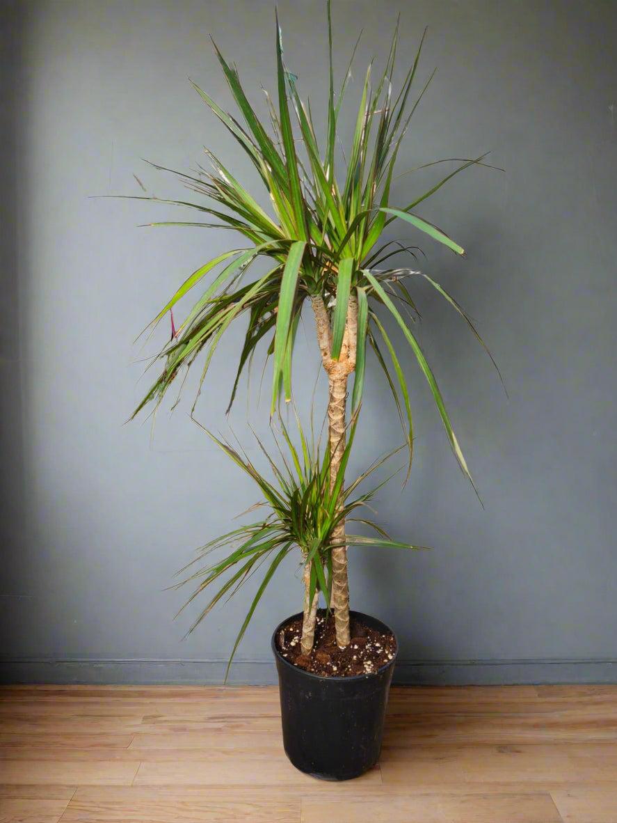Dracaena