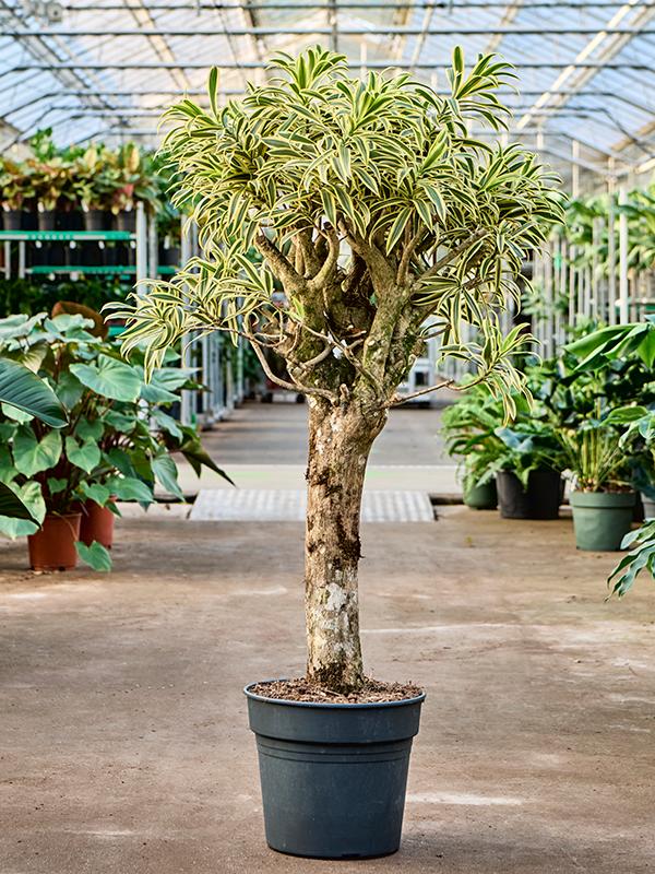 Dracaena