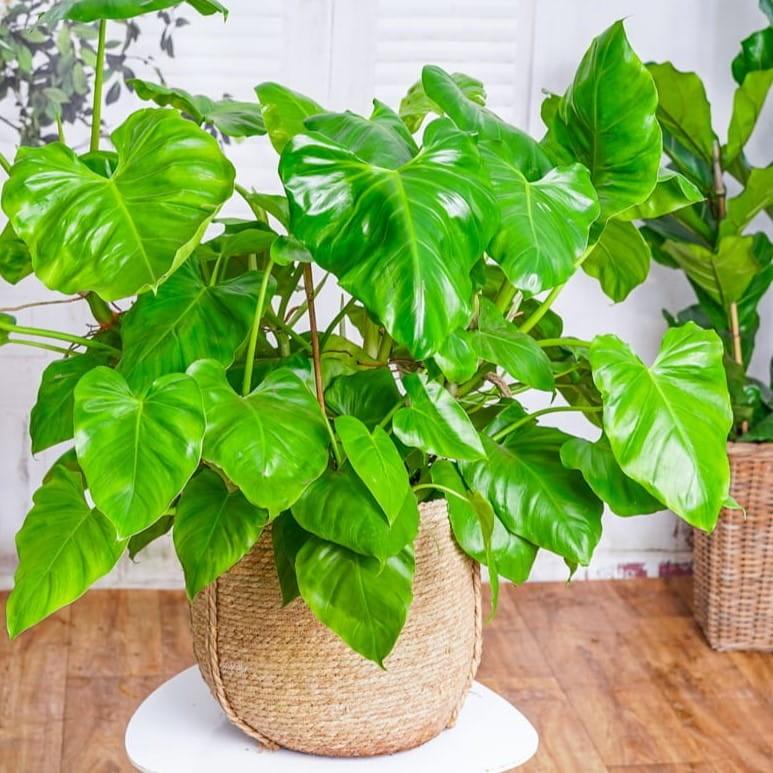 Philodendron