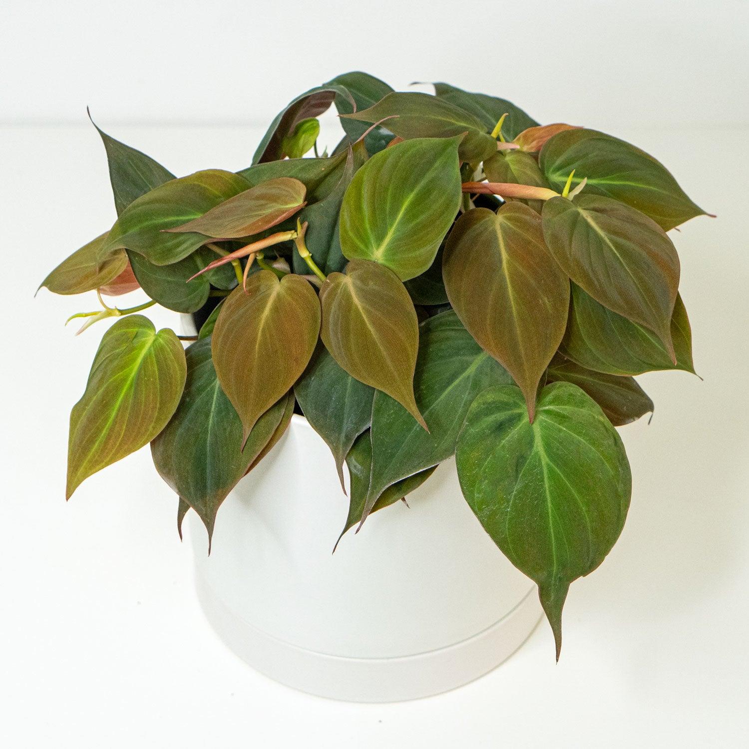 Philodendron