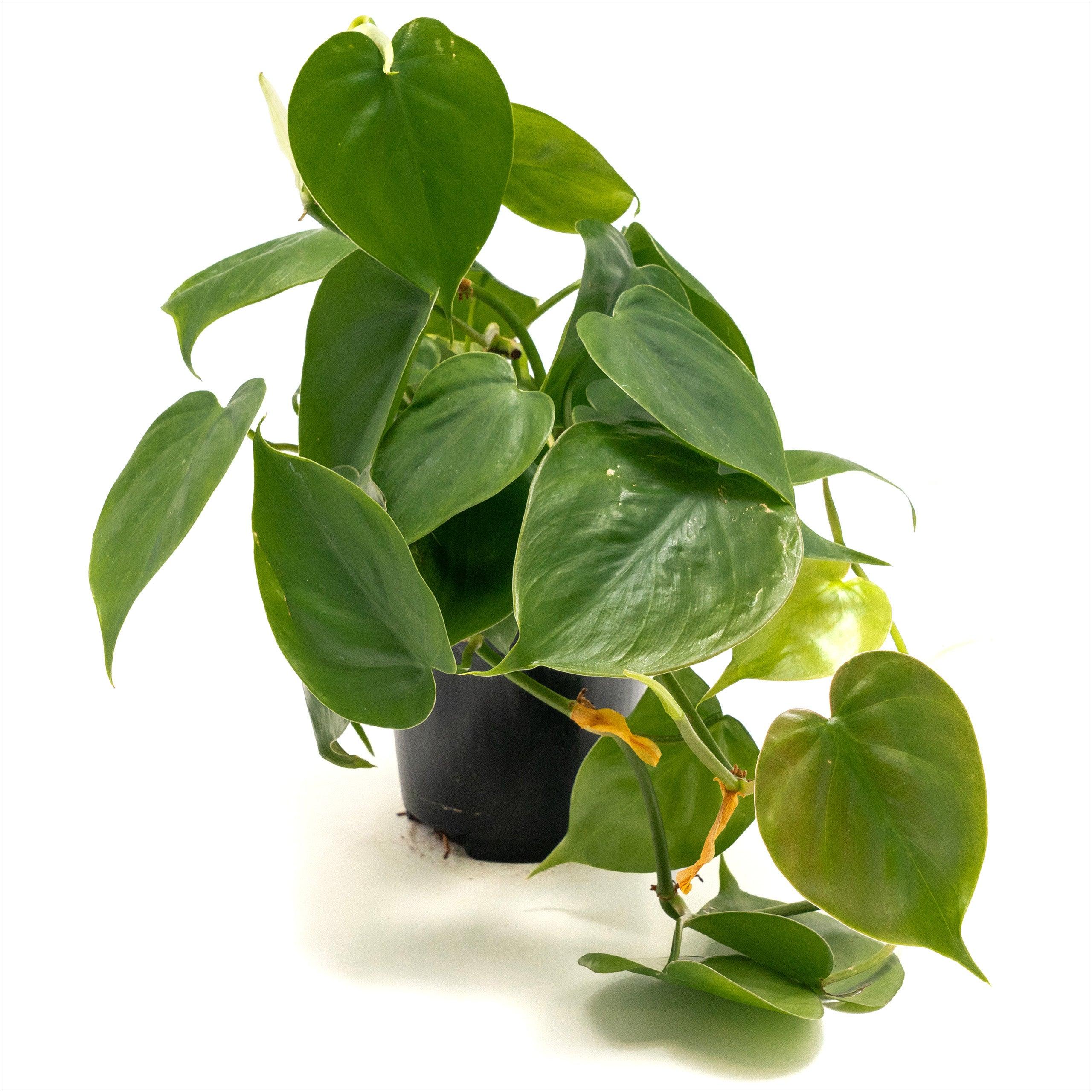 Philodendron