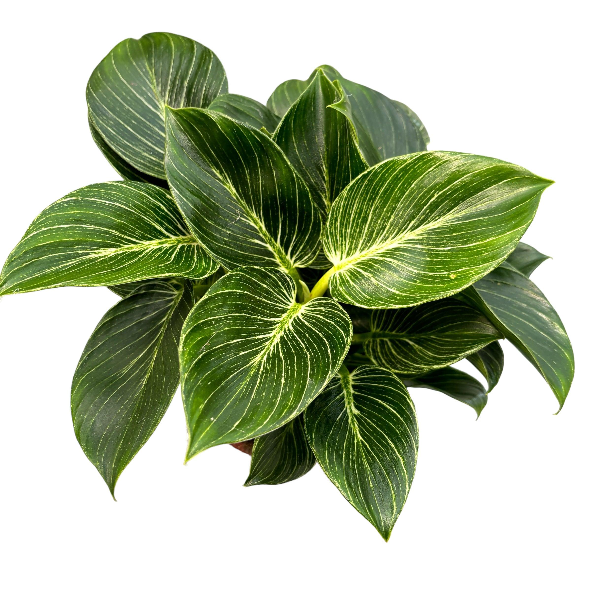 Philodendron
