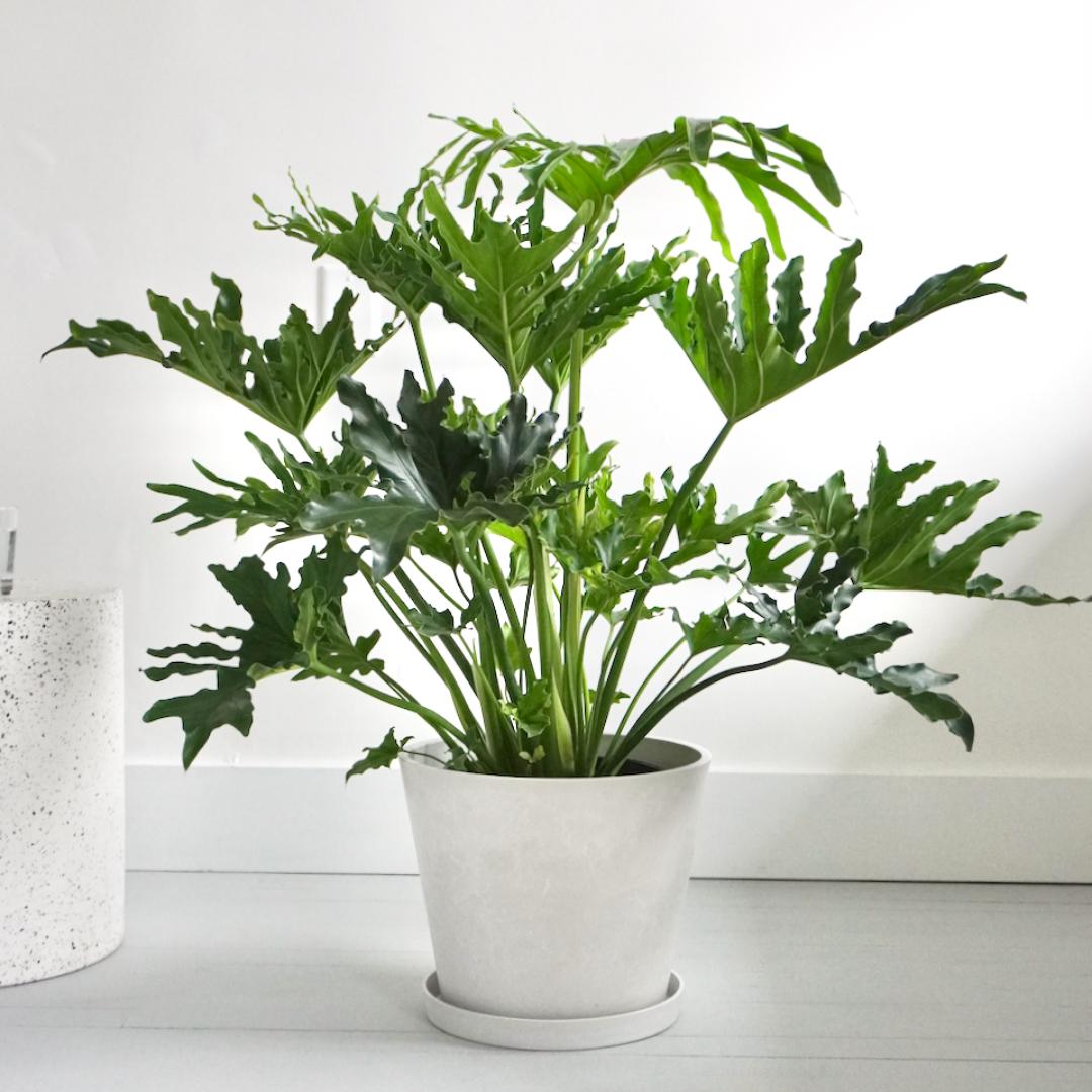 Philodendron