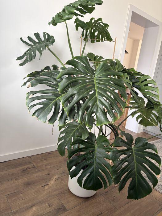 Monstera
