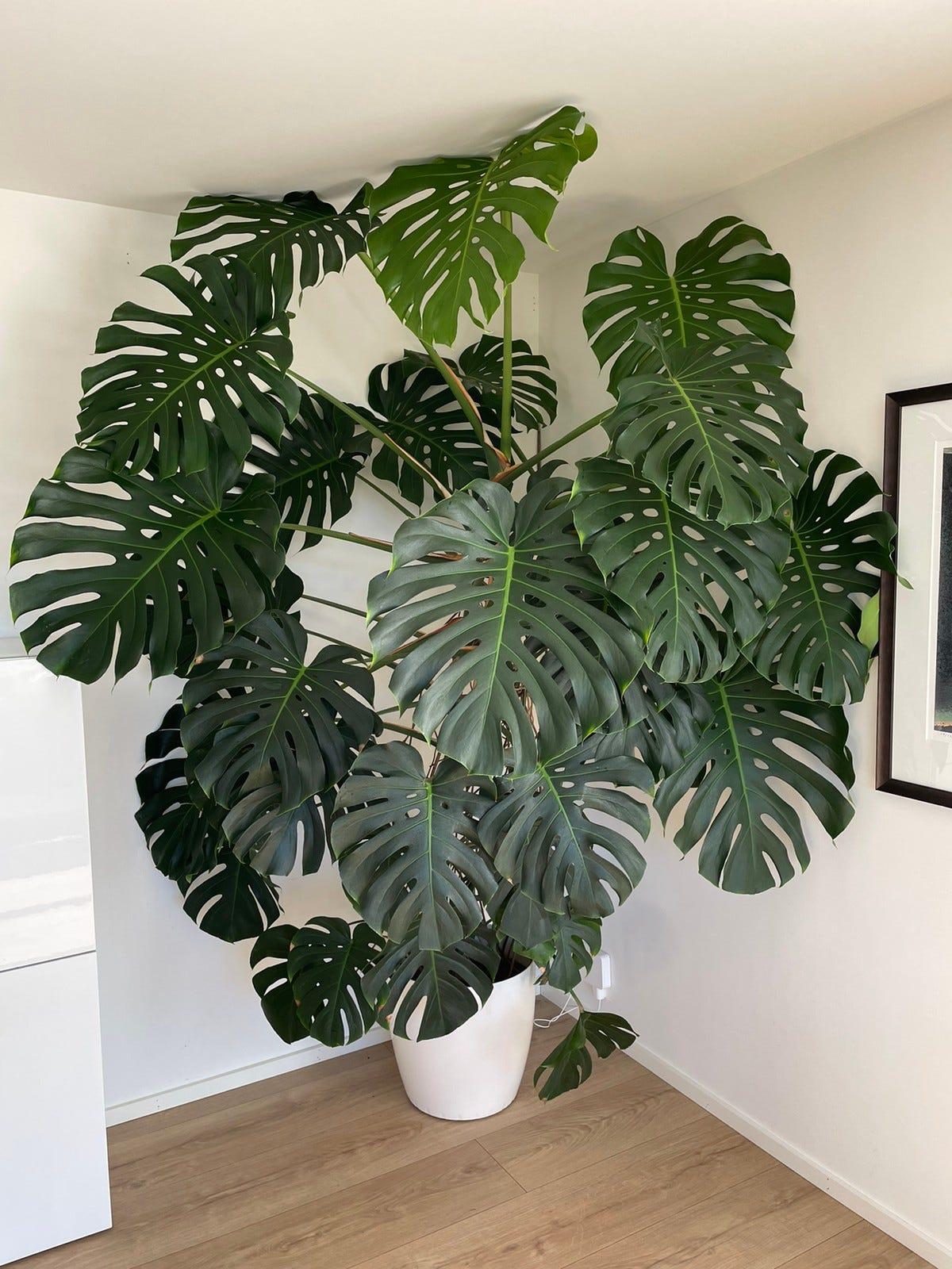 Monstera