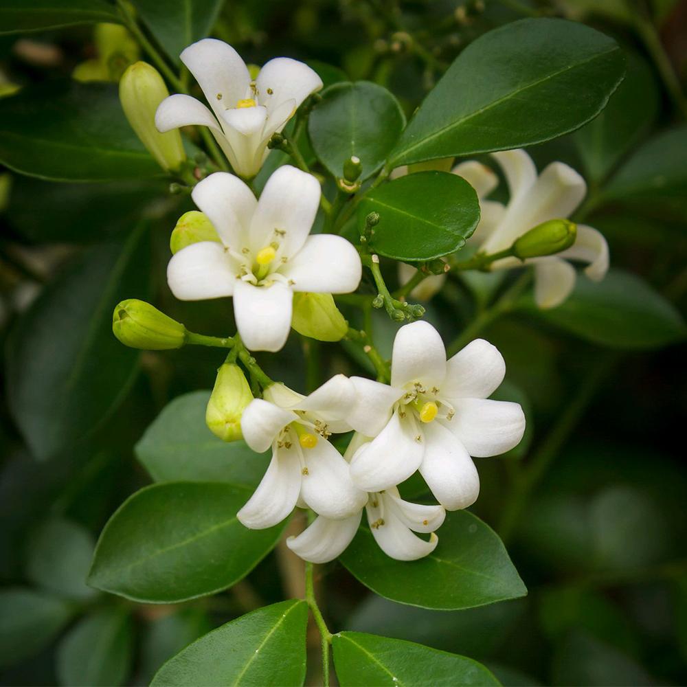 Murraya