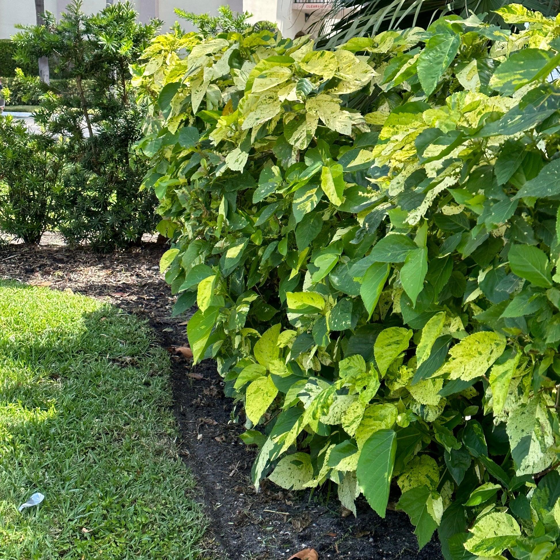 Acalypha