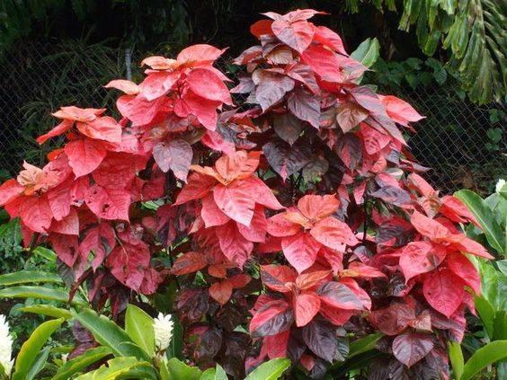 Acalypha