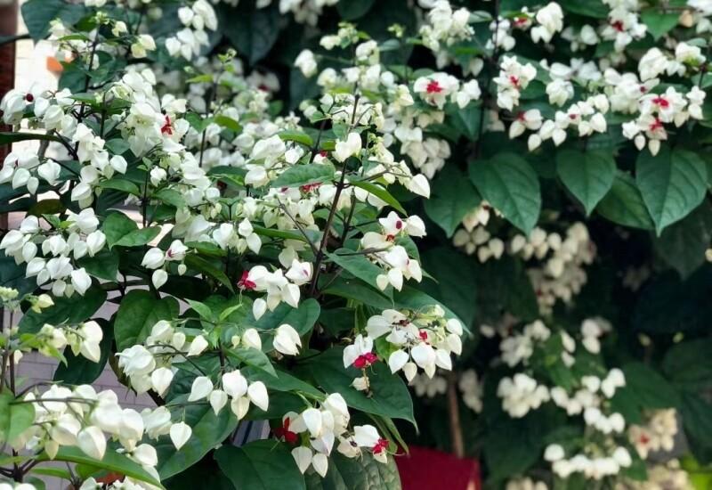 Clerodendrum