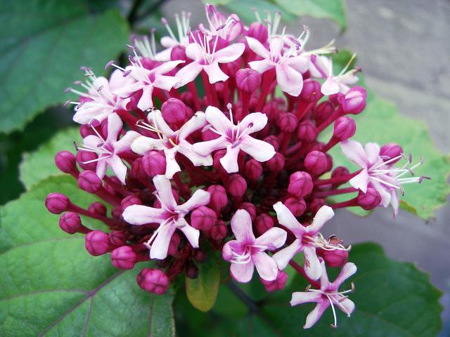 Clerodendrum