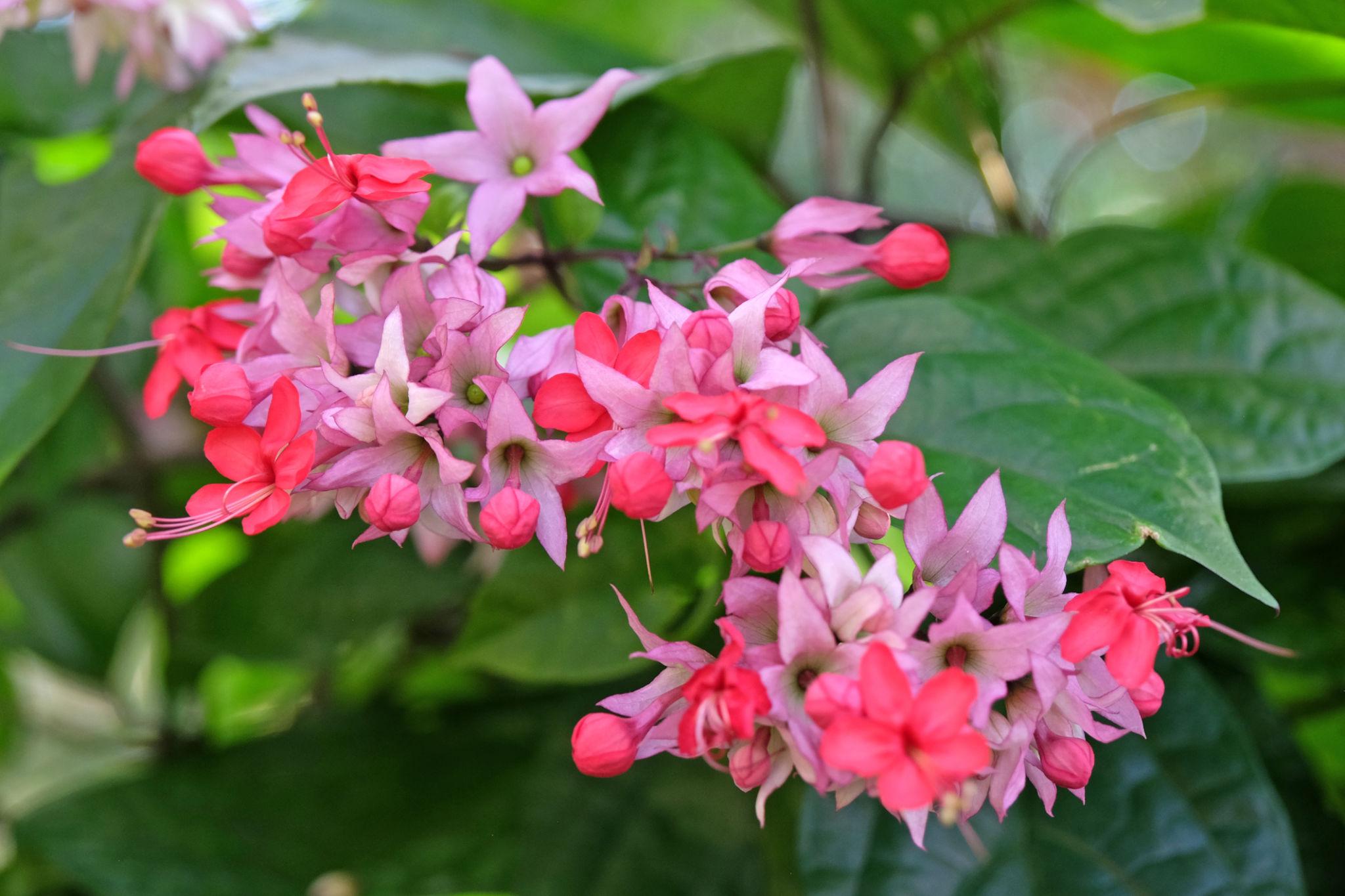 Clerodendrum