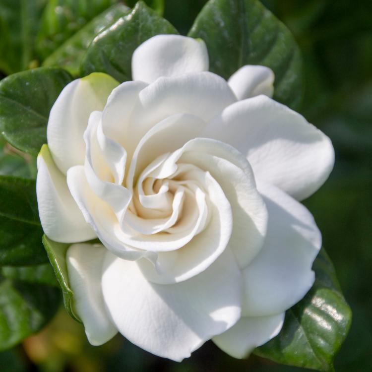 Gardenia