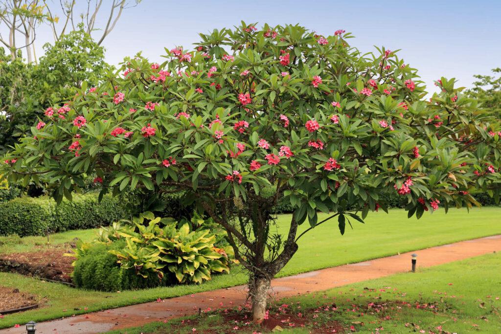 Plumeria