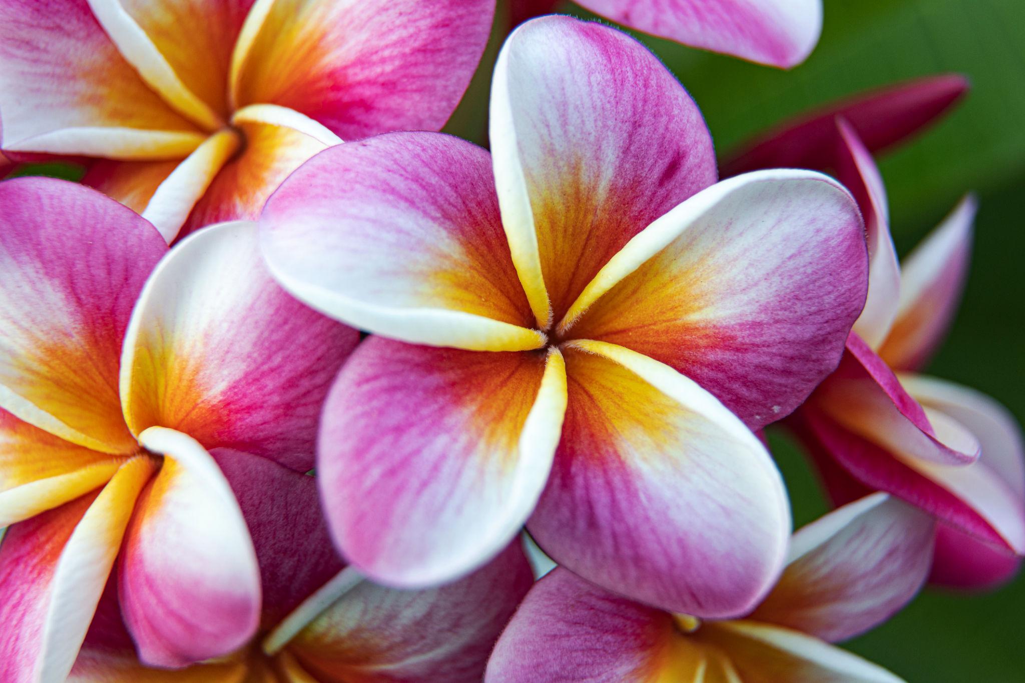 Plumeria