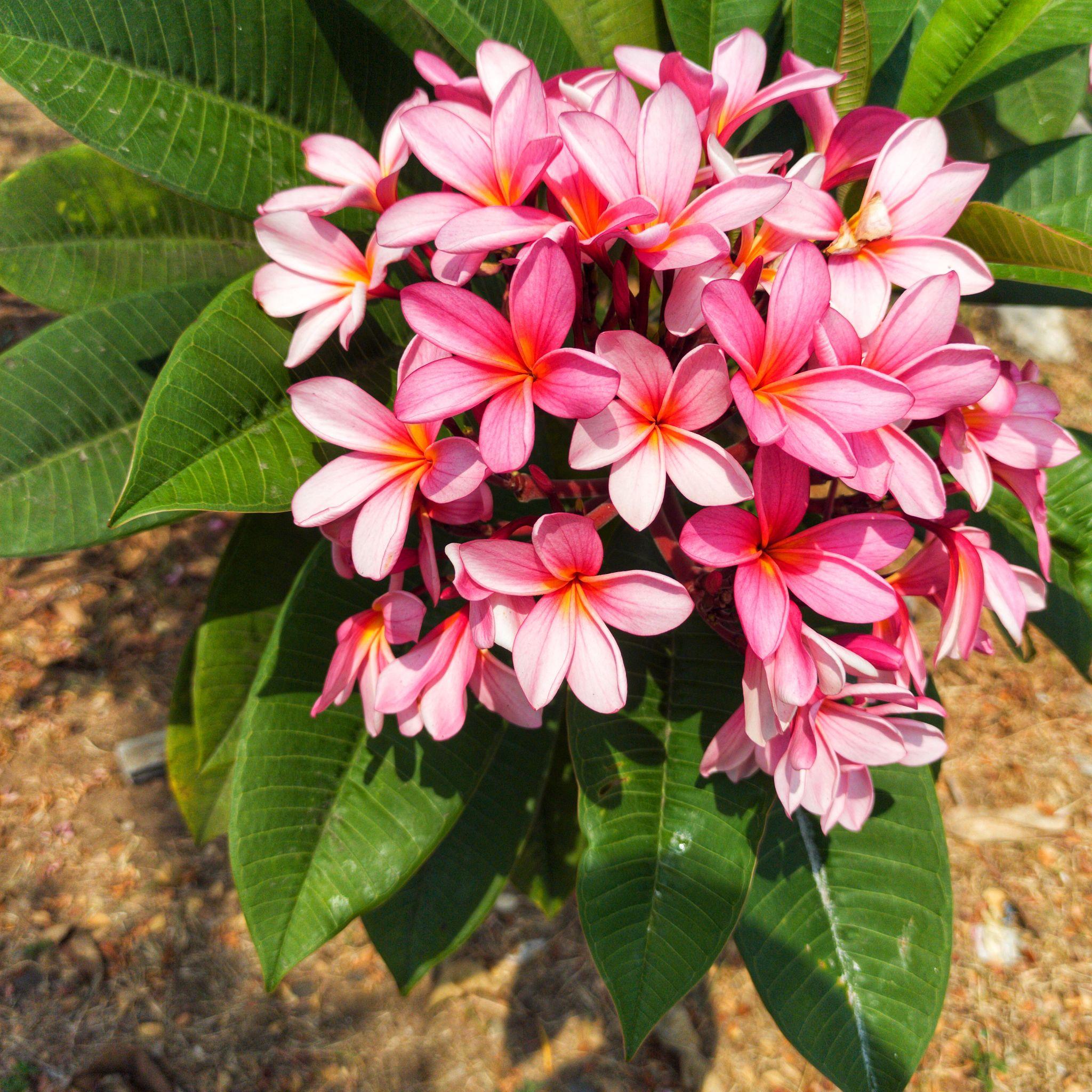 Plumeria