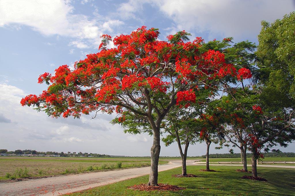 Gulmohar