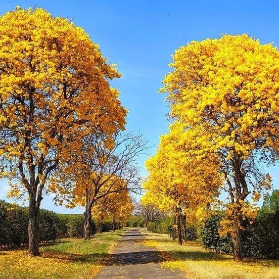 Tabebuia