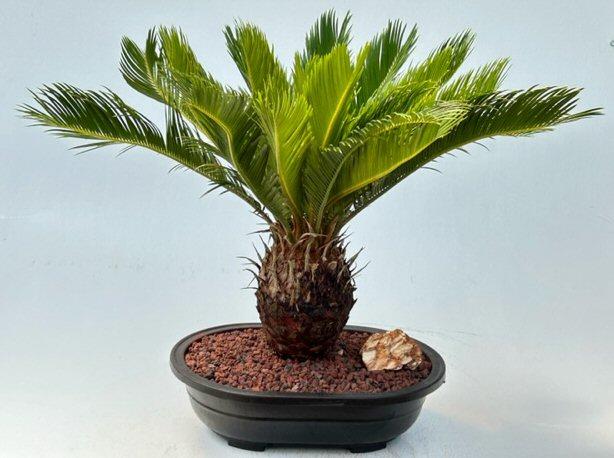 Cycas