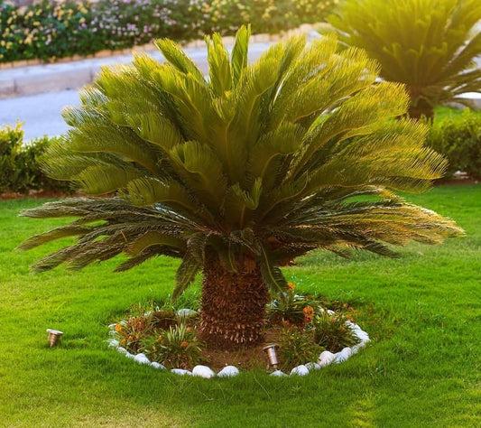 Cycas