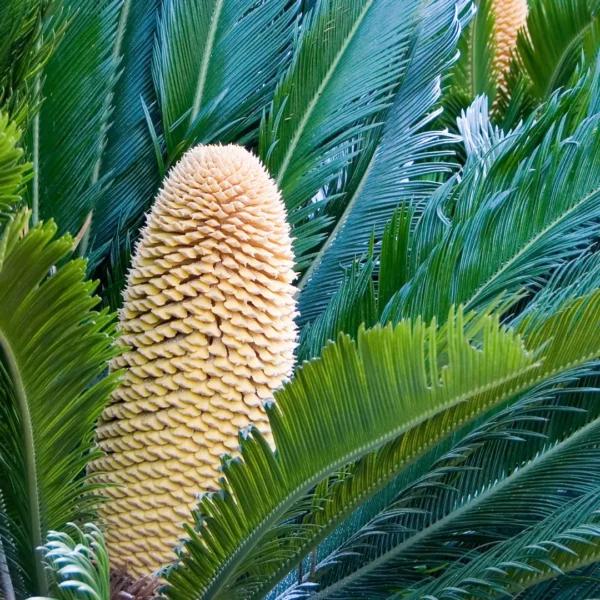 Cycas