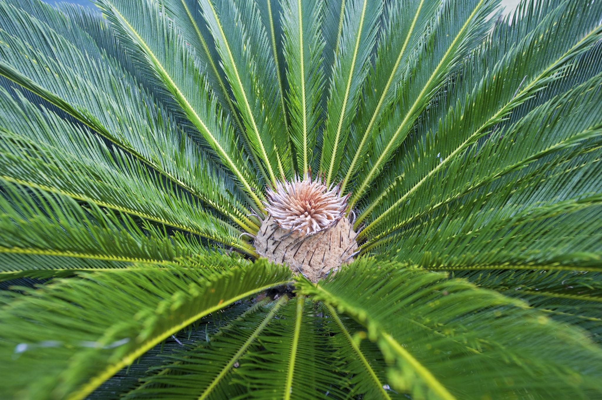 Cycas