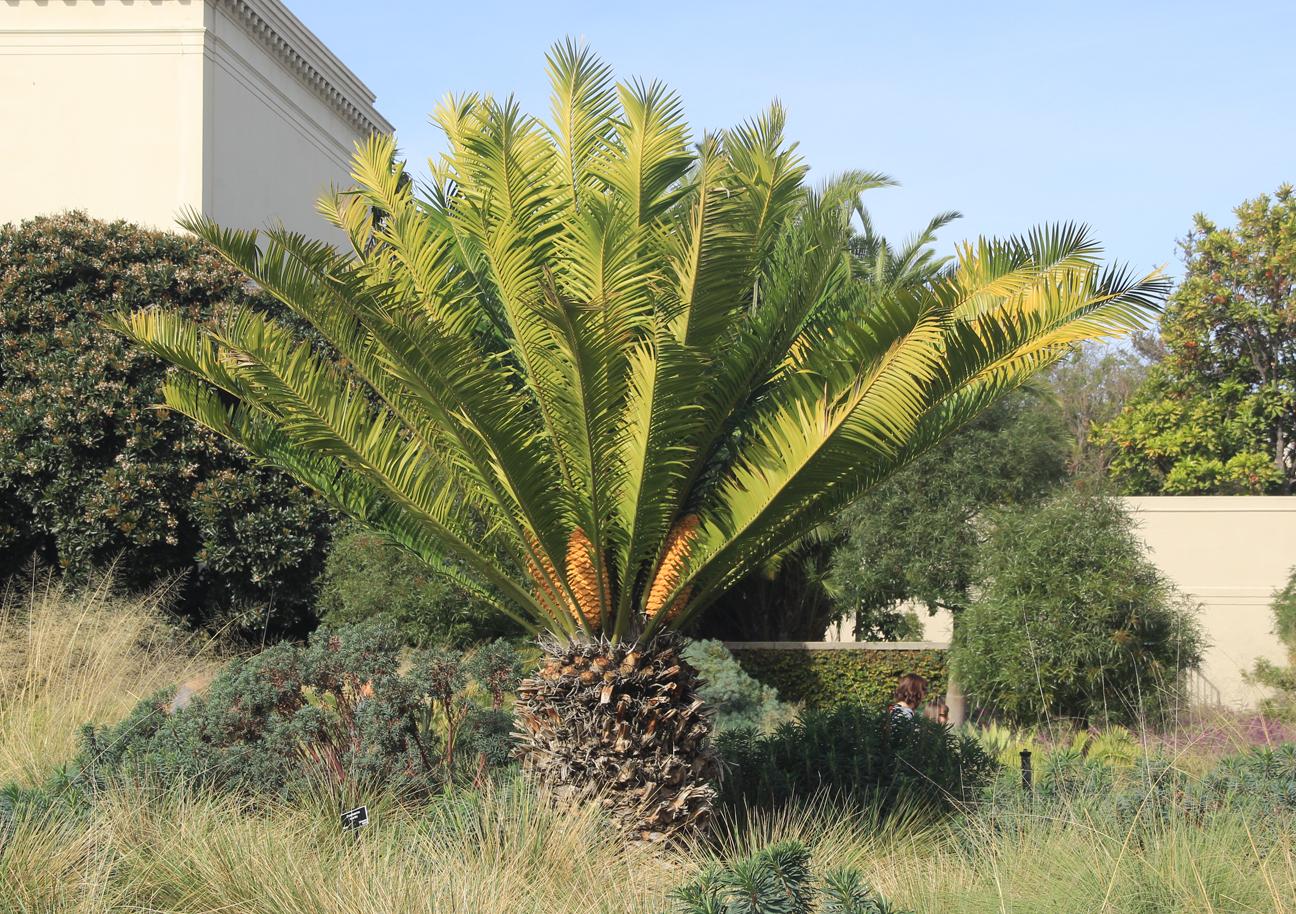 Cycas