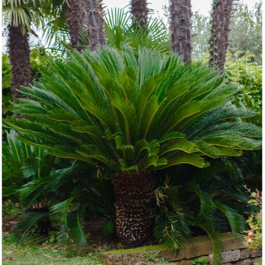 Cycas