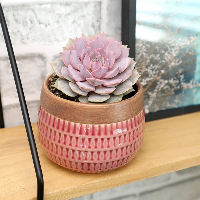 Echeveria