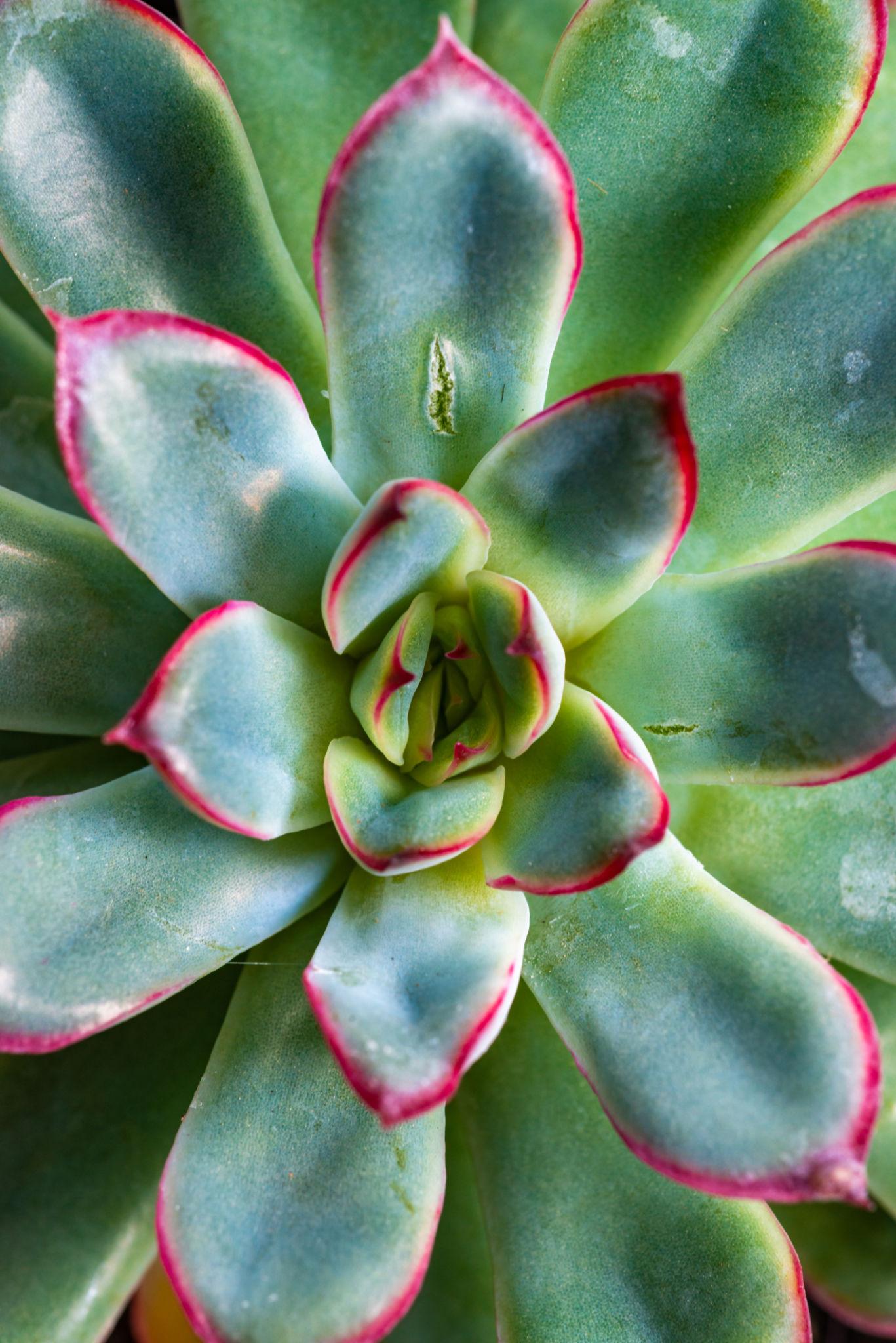 Echeveria