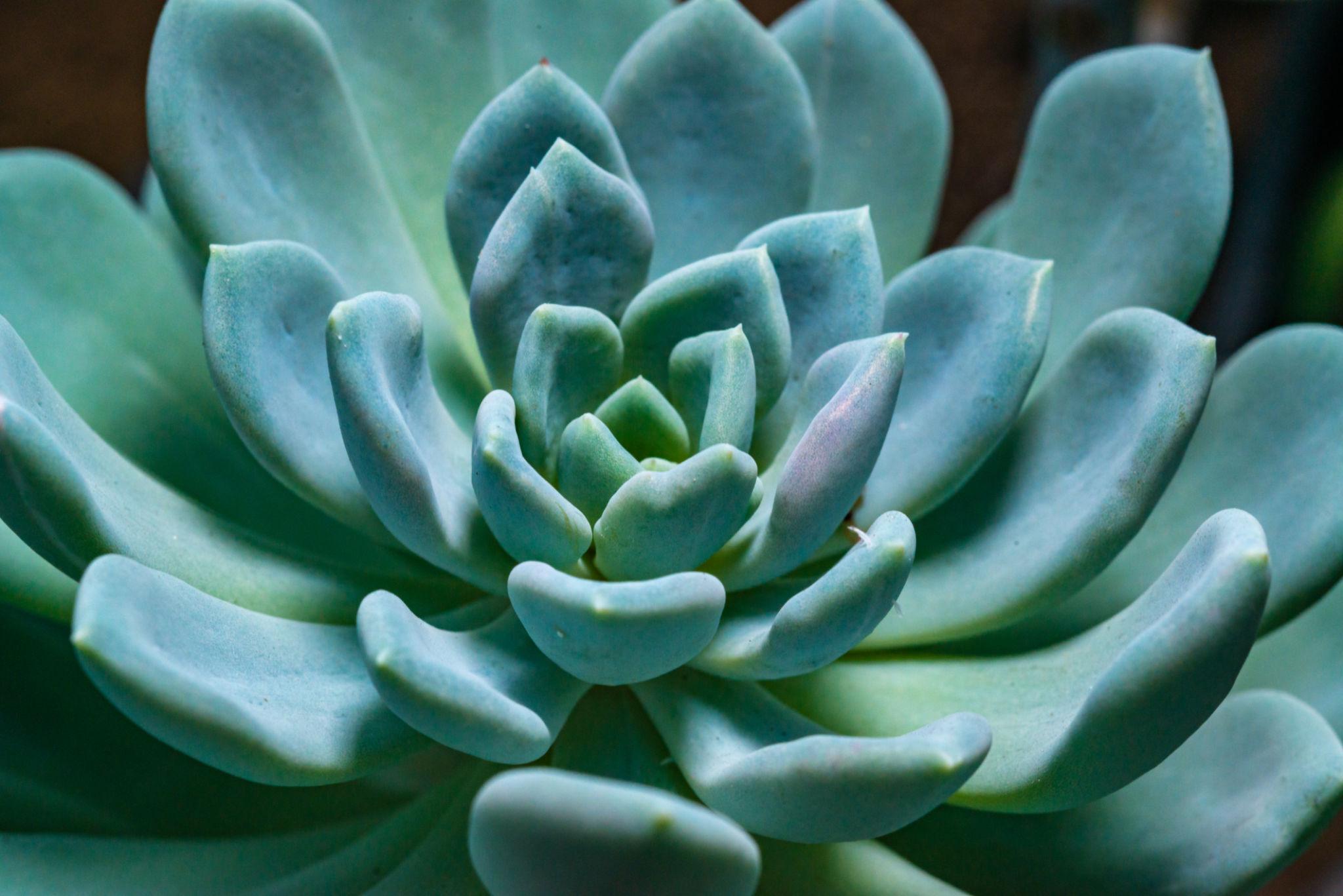 Echeveria