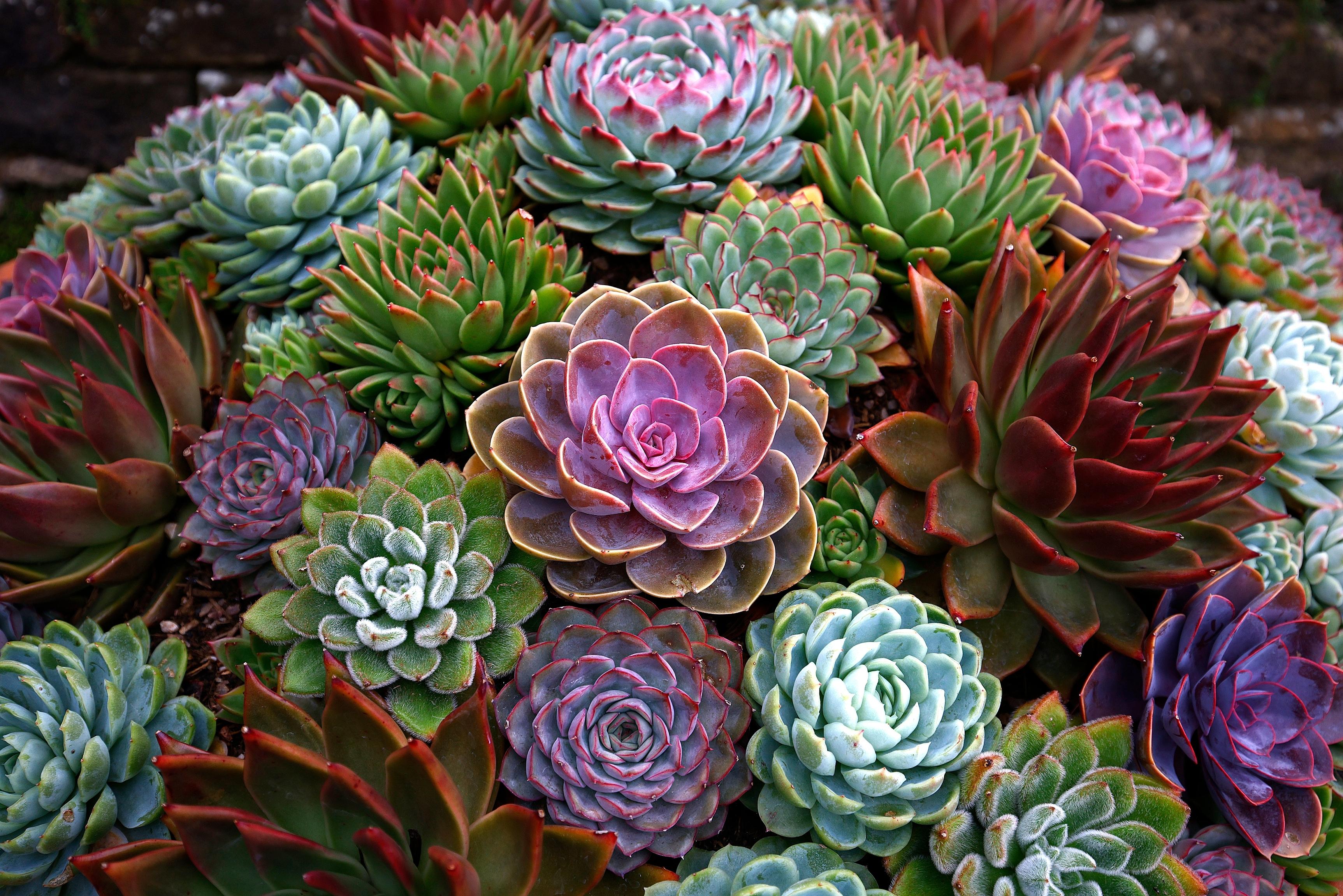 Echeveria