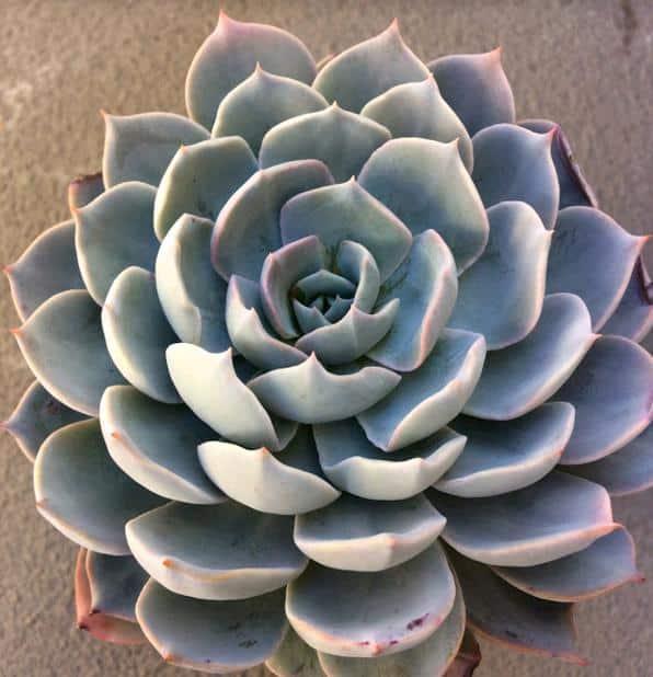 Echeveria