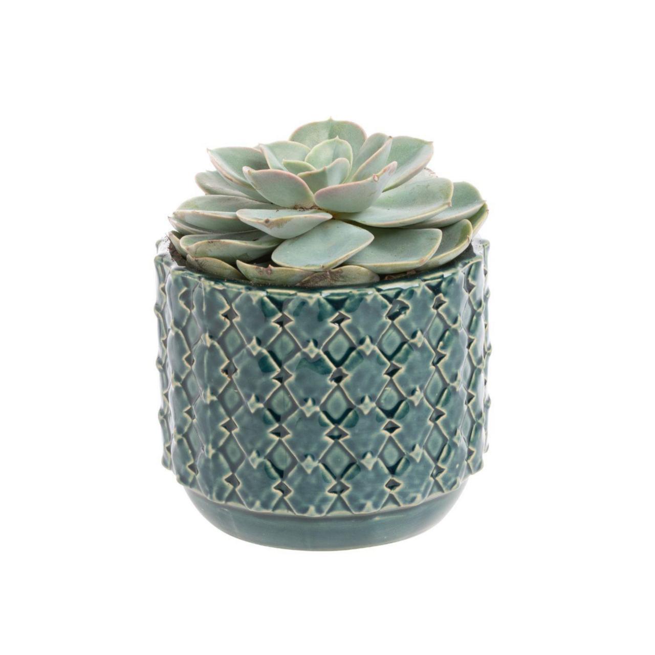 Echeveria