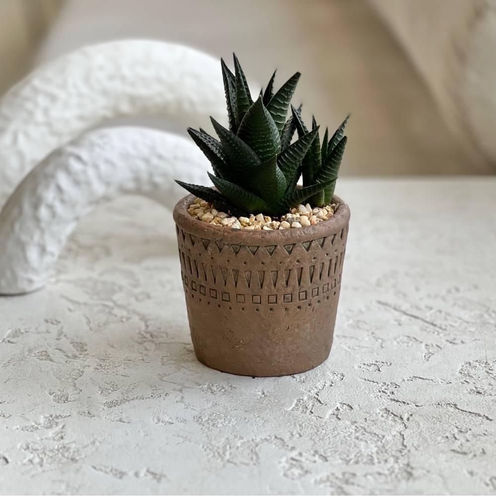 Haworthia
