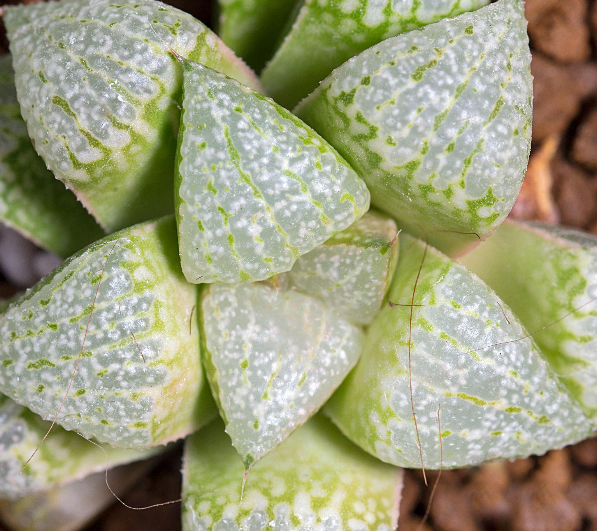 Haworthia