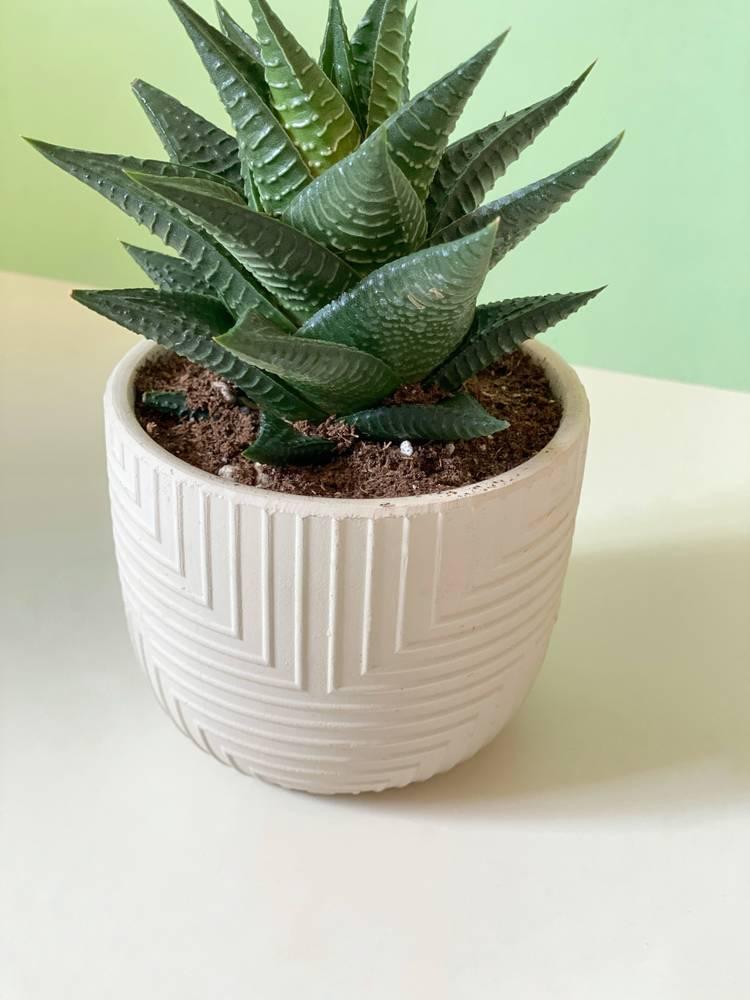 Haworthia
