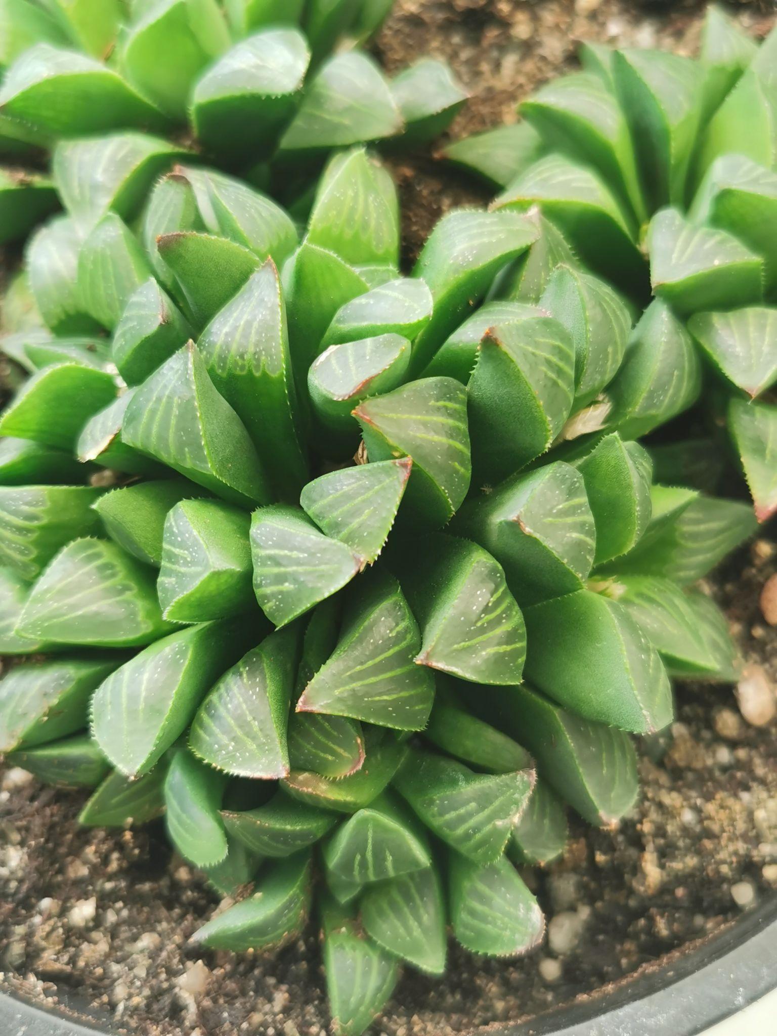 Haworthia