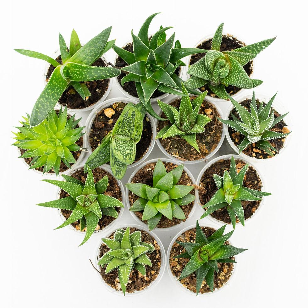 Haworthia