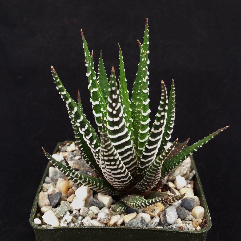 Haworthia