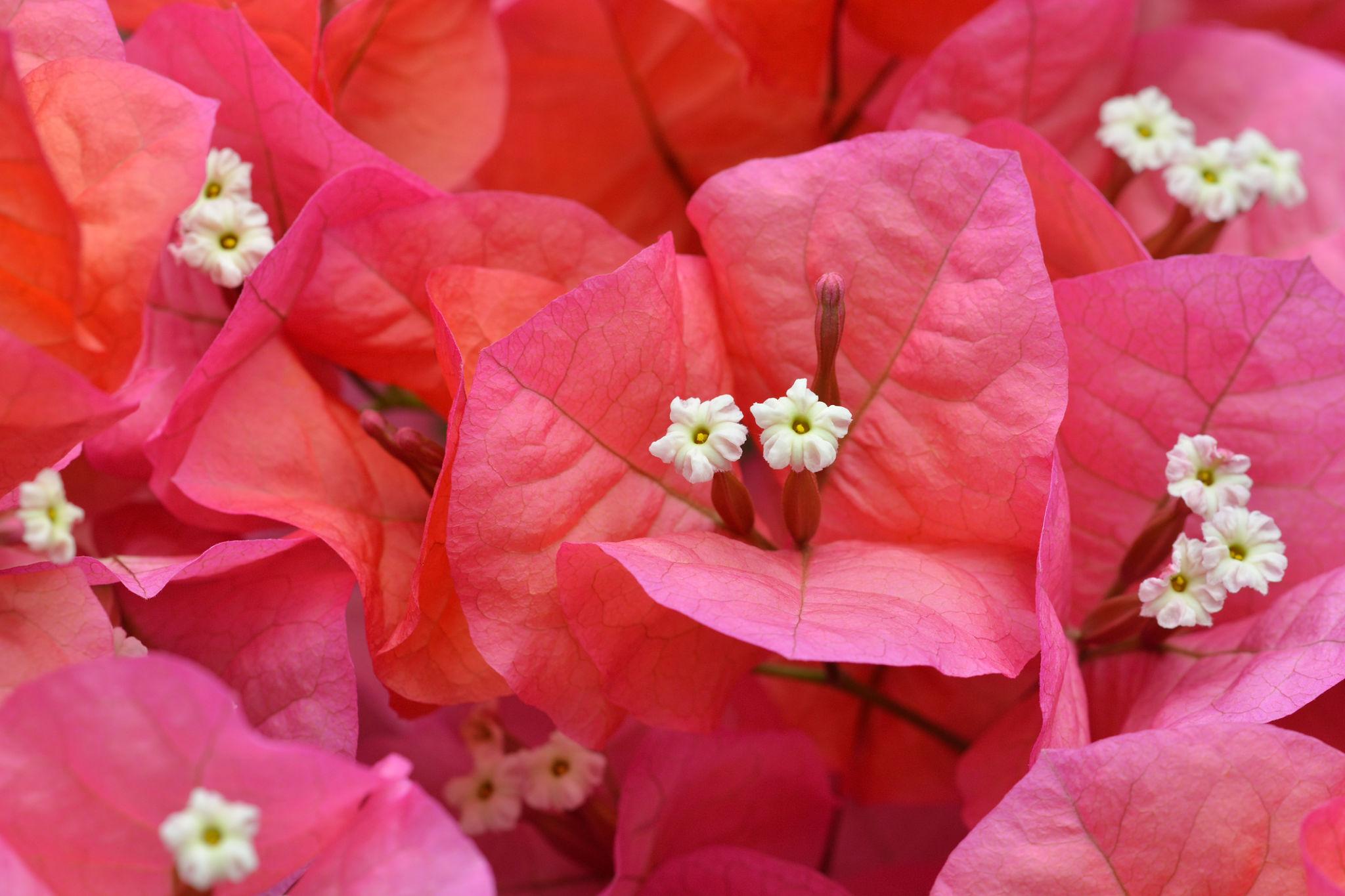 Bougainvillea