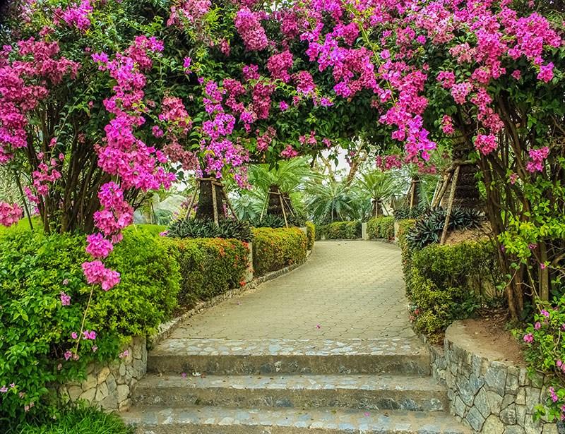Bougainvillea